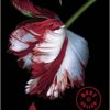 «Luna nueva (Saga Crepúsculo 2)» de Stephenie Meyer Descargar (download) libro gratis pdf, epub, mobi, Leer en línea sin registrarse
